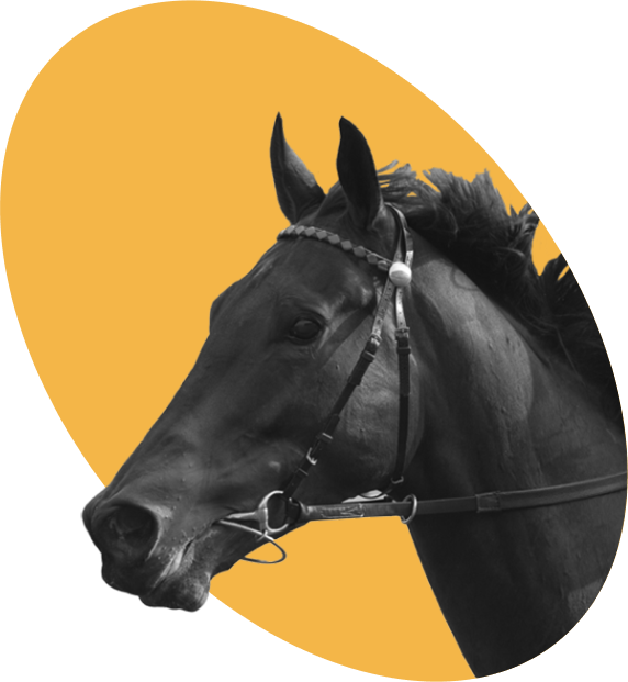 Headshot of a horse with a yellow circle background